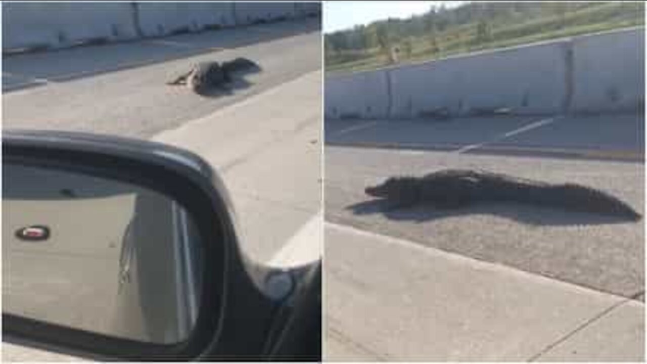 Questo coccodrillo vuole solo attraversare l'autostrada!