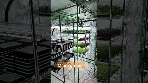 #farmstead #shortsfeed #microgreen #microgreens #shorts #short #shortvideo