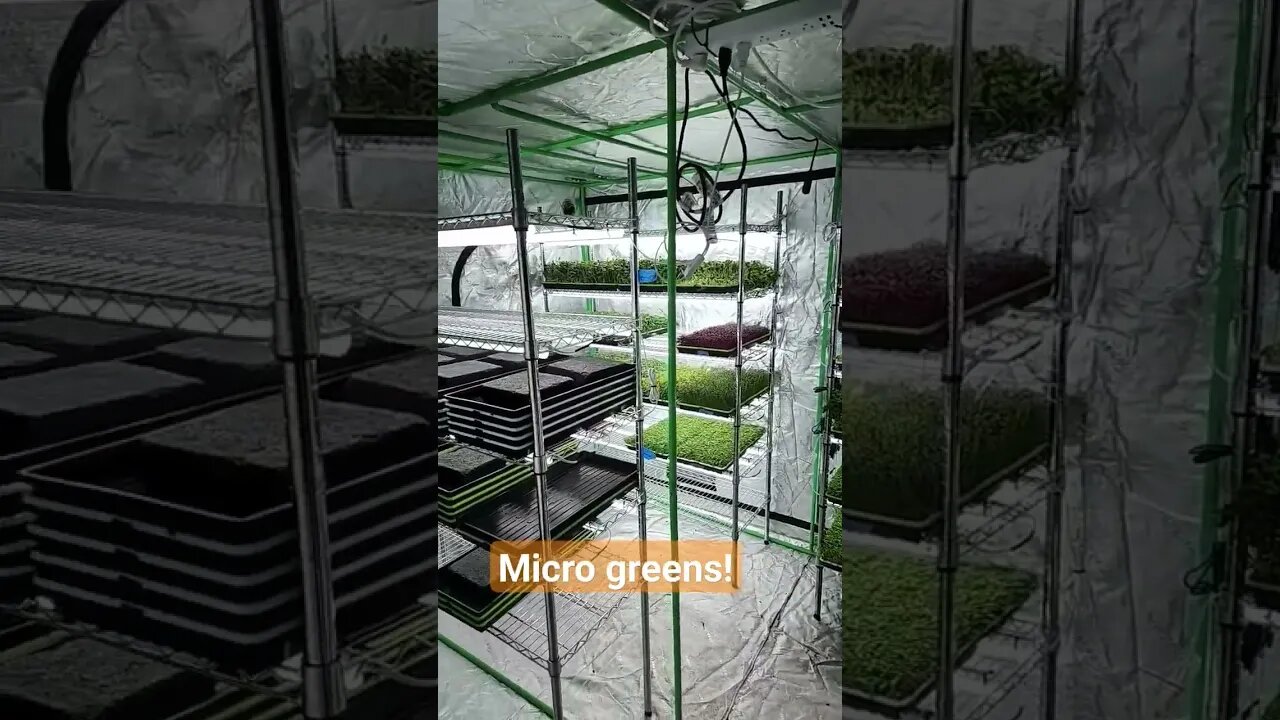 #farmstead #shortsfeed #microgreen #microgreens #shorts #short #shortvideo