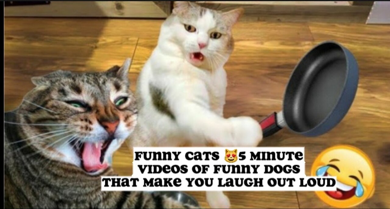 Funny Cats 😻5 Minute Videos of Funny Dogs That Make You Laugh Out Loud