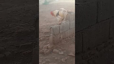 الديك القوي والخشن
