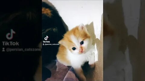 Cute kittens video #kittens #cutecat #catlover #forsale #youtubeshorts #persiancats