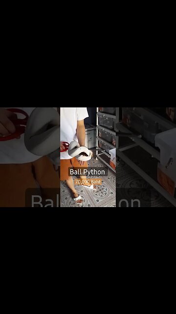 #Only #Five #Ball #Python in #Thailand