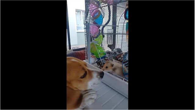 Gentle beagle makes friends with tiny hamster