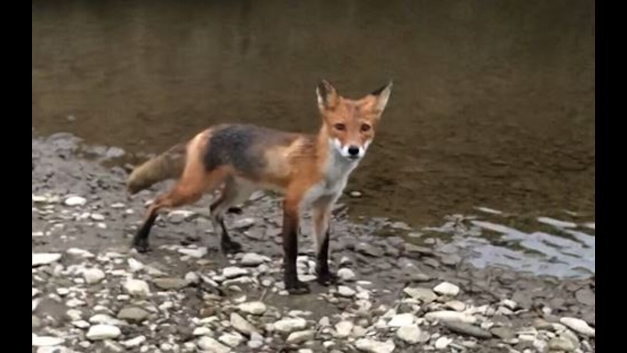 Young fox looking for a eat