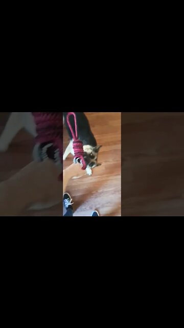 Maple, What Big Teeth You Have! #shorts #doggo #dogmeme