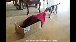 7 Week Old Great Dane Puppy Attacks A Towel