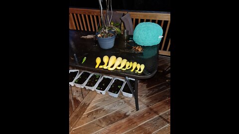 Hanging Garden July 27,2022 squash WOW