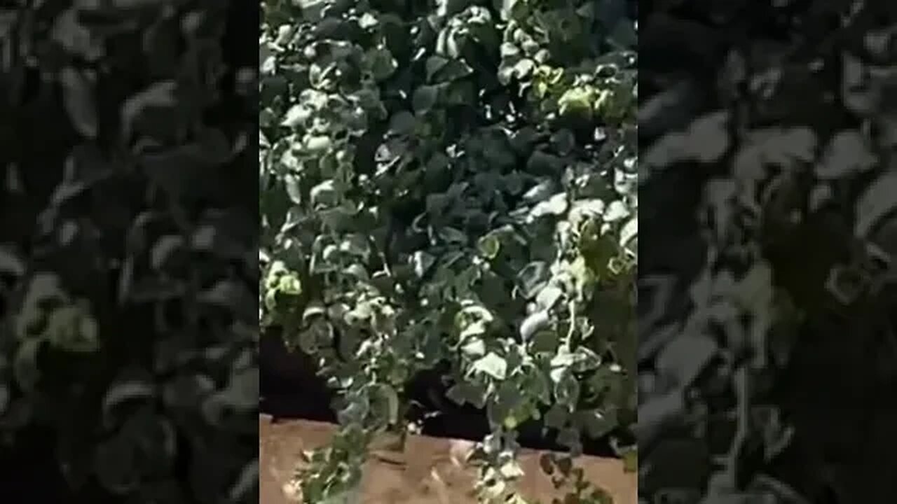 catch me if you can #viral #entertainment #bhfyp #travel #trending #shorts