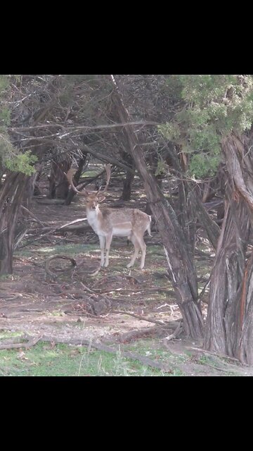 Nice Fallow Buck