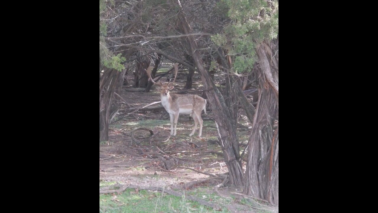 Nice Fallow Buck