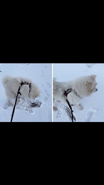 Happy pup excitedly jumps in the snow