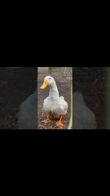 Ducks Taking A Shower On A Hot Day