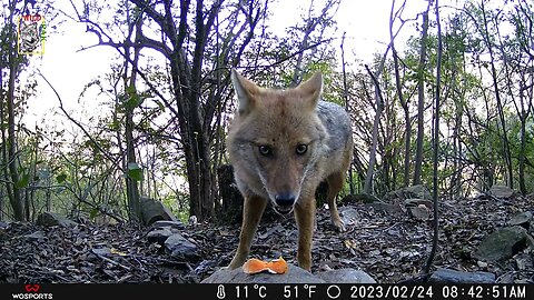 Golden Jackal || Marking