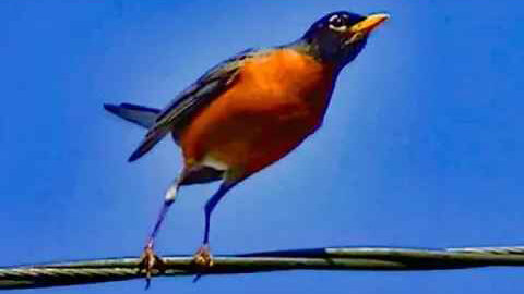 IECV NV #91 - 👀 American Robin 🐦On The Power Pole & On The Wire 4-9-2015