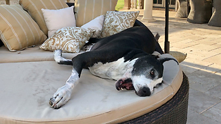 Funny Great Dane Dries Off in Pillows