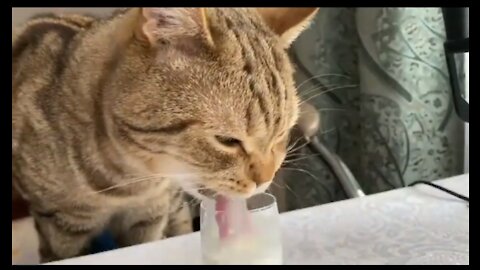 cat drinking milk