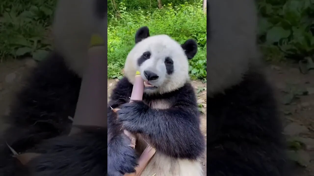 Cute Panda Eating Bamboo 🐼 Best ASMR #shorts #short #trending