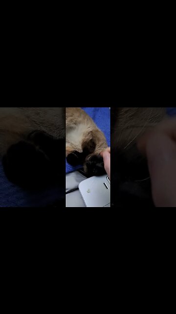 I TAUGHT my cat how to pose like a model.