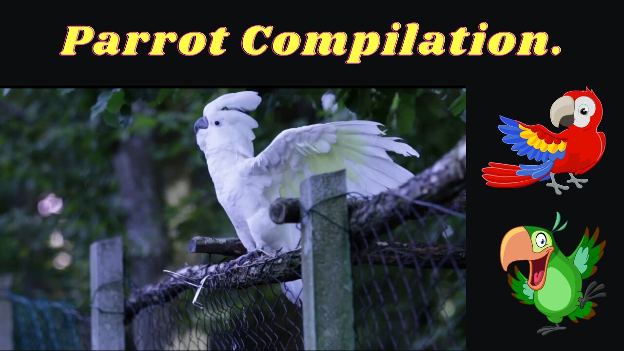 Beautiful and cute parrot compilation.