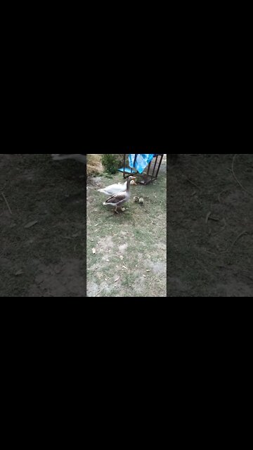 Good morning baby geese