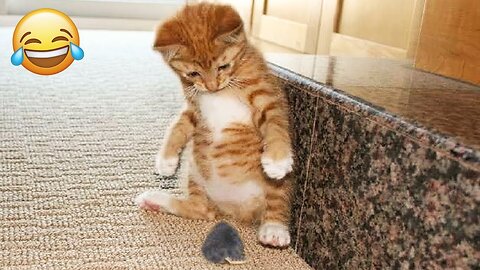 Funniest Animals 2024 😂 Funniest Cats and Dogs 😺🐶 - PART: 75