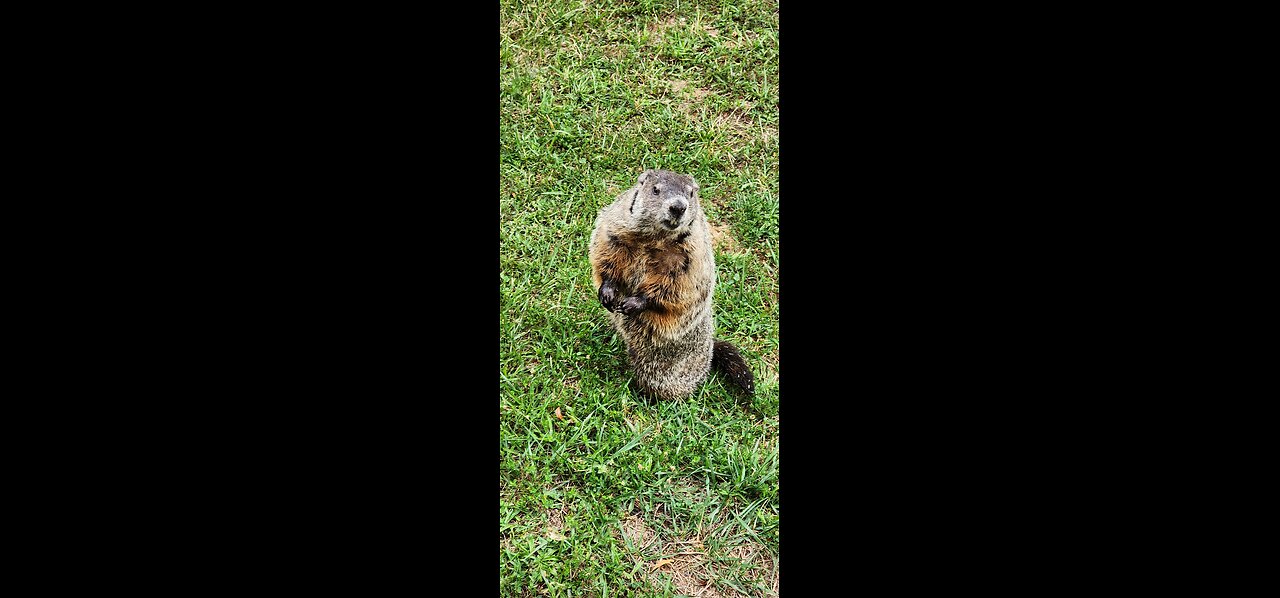 one step at a time, this is just another attempt to get your attention.