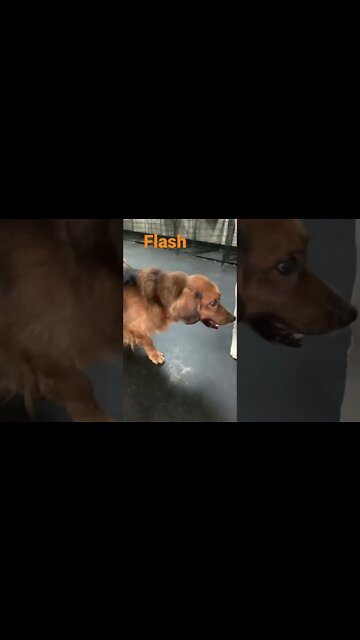 [Shorts 0166] FLASH [#dogs #doggos #doggos #puppies #dogdaycare]