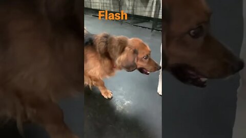 [Shorts 0166] FLASH [#dogs #doggos #doggos #puppies #dogdaycare]
