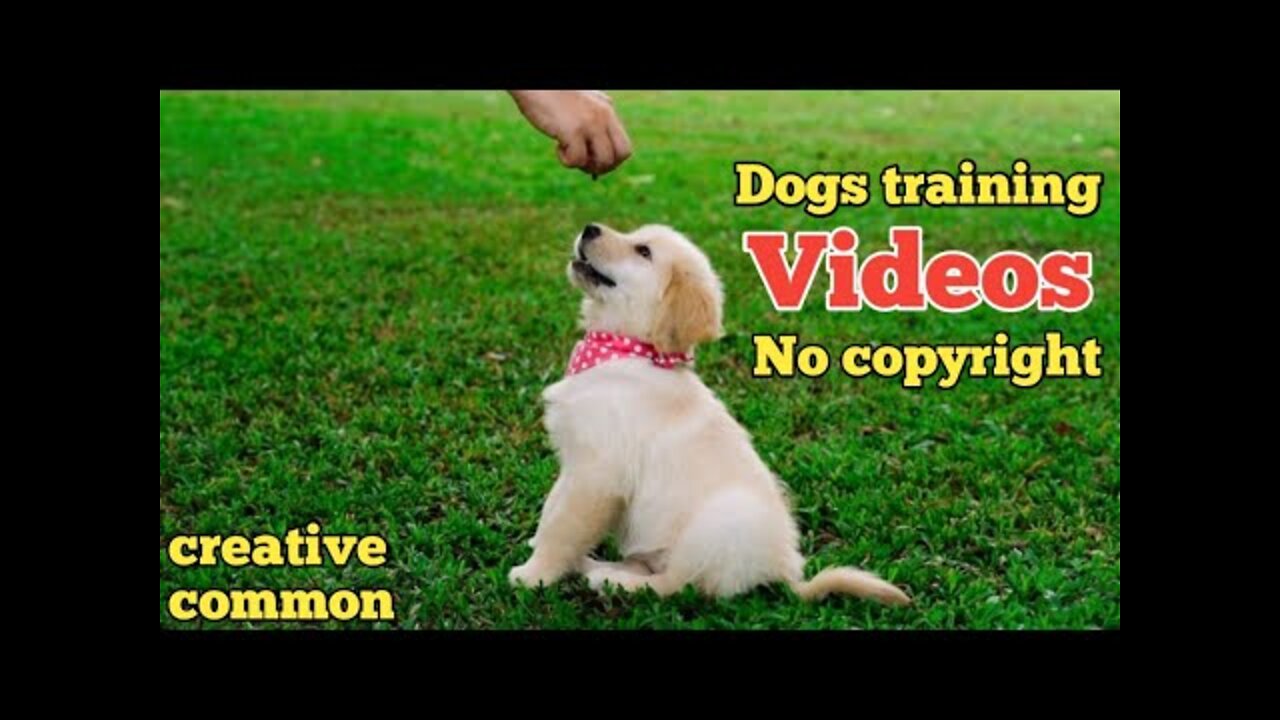 DOG TRAINING VIDEO|| DOGS FREE STOCK VIDEOS | DOGS NO COPYRIGHT VIDEOS