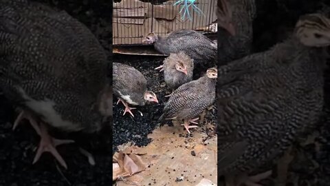 George the guinea fowl is a girl! 😆 💕