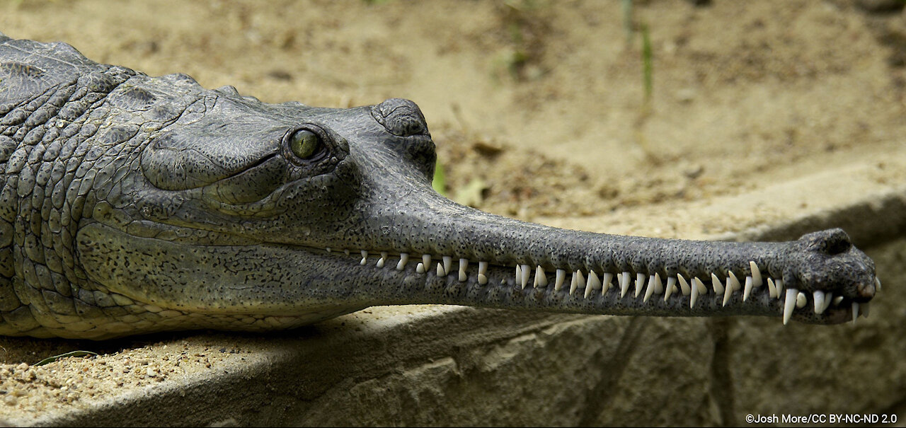 Watch White tiger, gharial and exotic birds reach Indore zoo - Amazing Wild Creatures