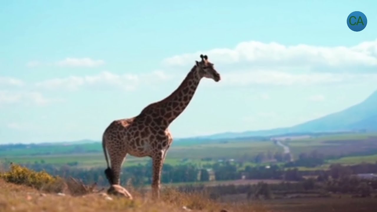 Giraffe - Giraffe Video - Giraffe Baby - #3