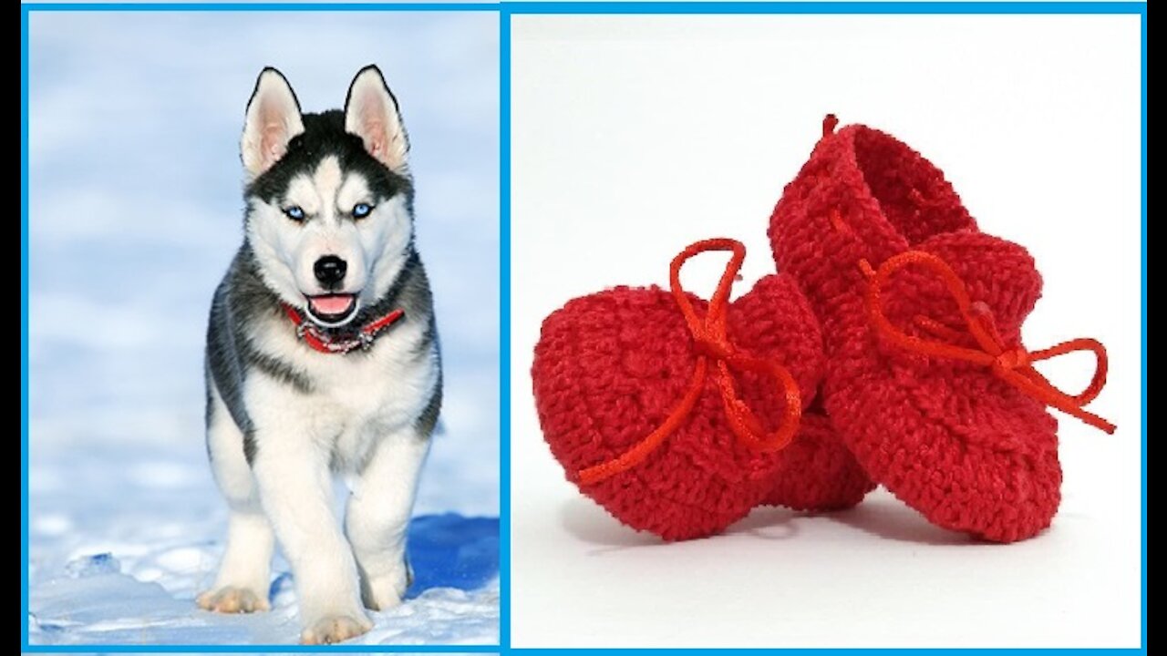 Siberian Husky with little shoes look