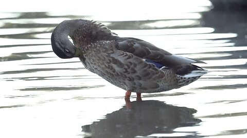 CatTV: Pretty duck cleaning