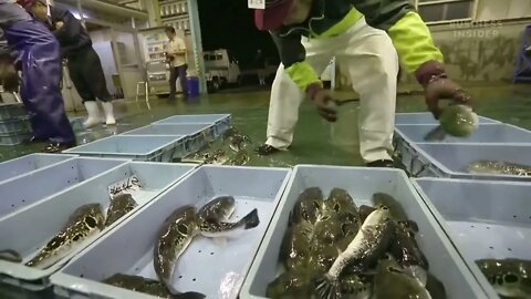 Why Puffer Fish Is So Expensive 2