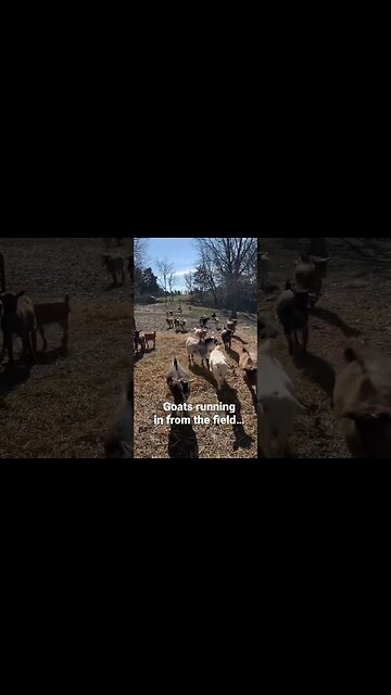 Goats running in from the field #nigeriandwarf #farmlife #goats