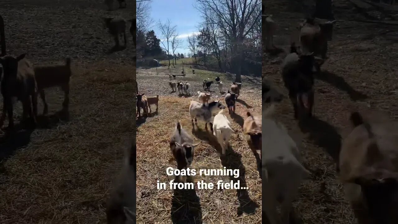 Goats running in from the field #nigeriandwarf #farmlife #goats