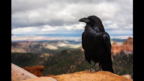 Talking Crow with Smoke