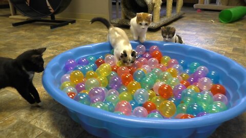 Cute kittens play in ball pit