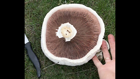 Huge mushroom