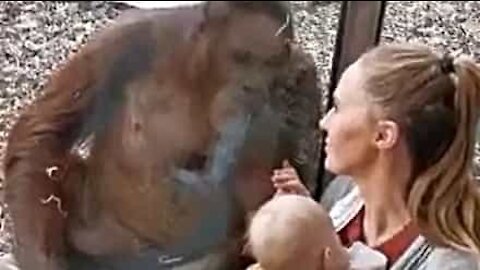 Une femelle orang-outan fascinée par une mère et son bébé