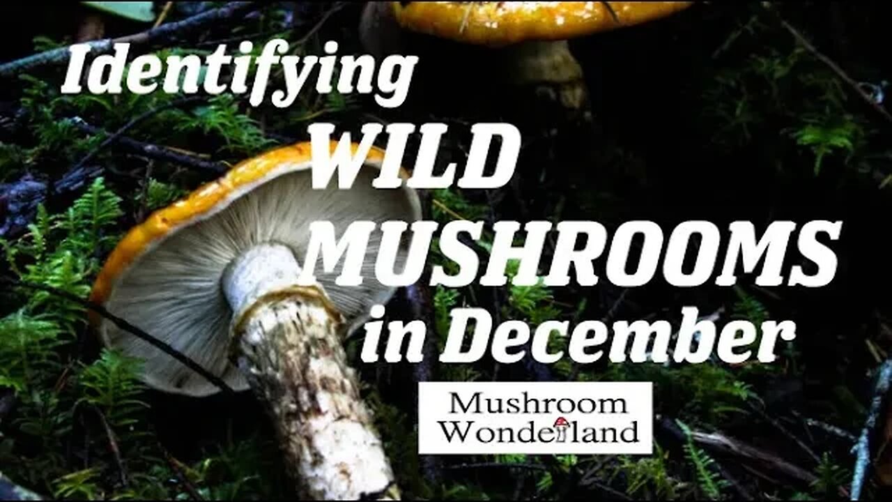 Identifying Wild Mushrooms in December