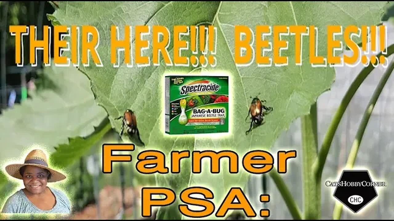 #junebug #beetle #pestcontrol #psa #gardentips - Their Here!!!!! - #catshobbycorner