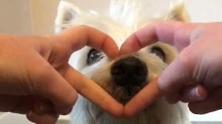 Ce chien fourre son nez dans les moindres recoins!