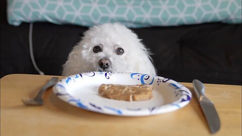 Leaving my Dog Alone with a Juicy Porkchop!