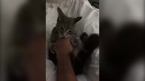 "Adorable Cat Hates Belly Rubs"