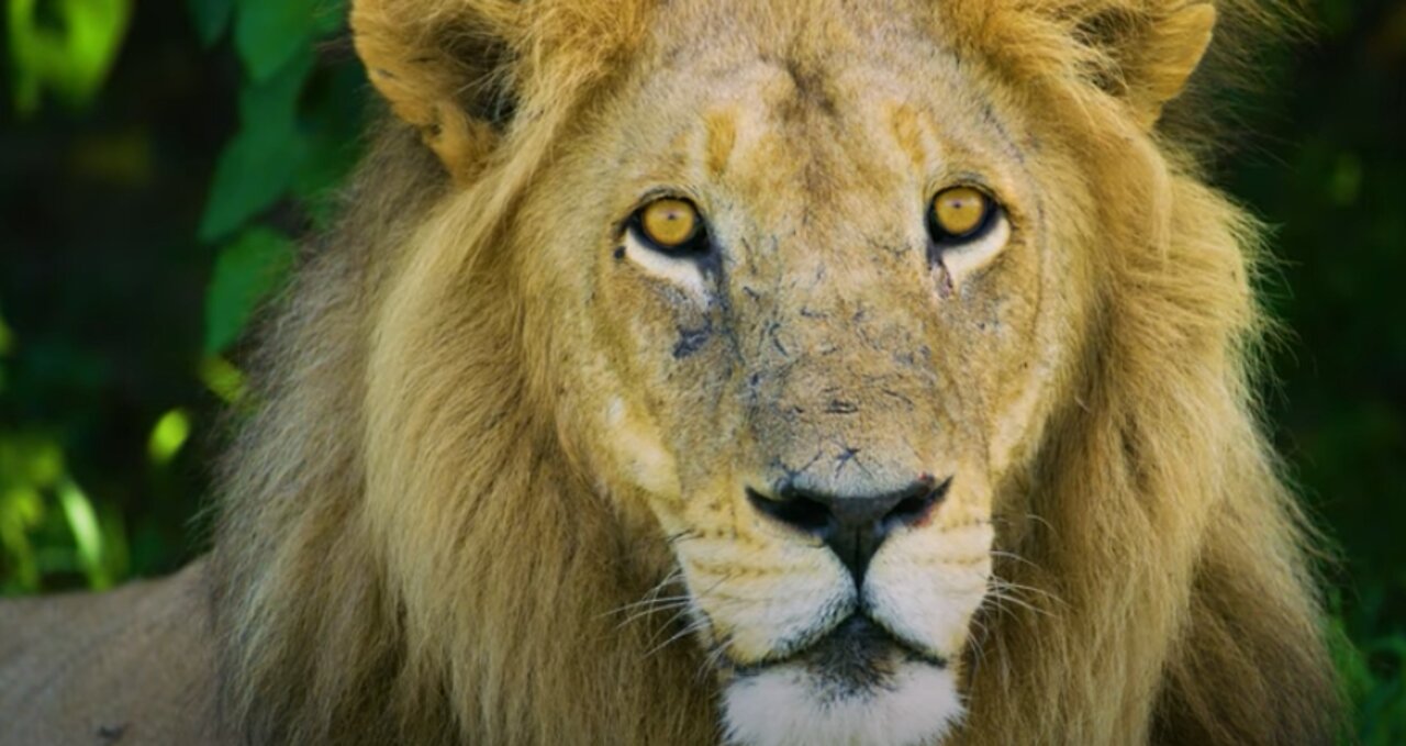 Curious Lion Staring at the Camera