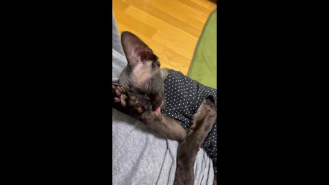 Devonrex TETO