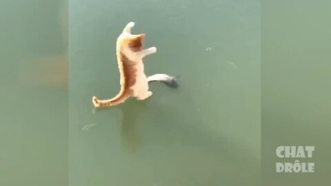 Funny Cat Trying To Catch The Frozen Fish